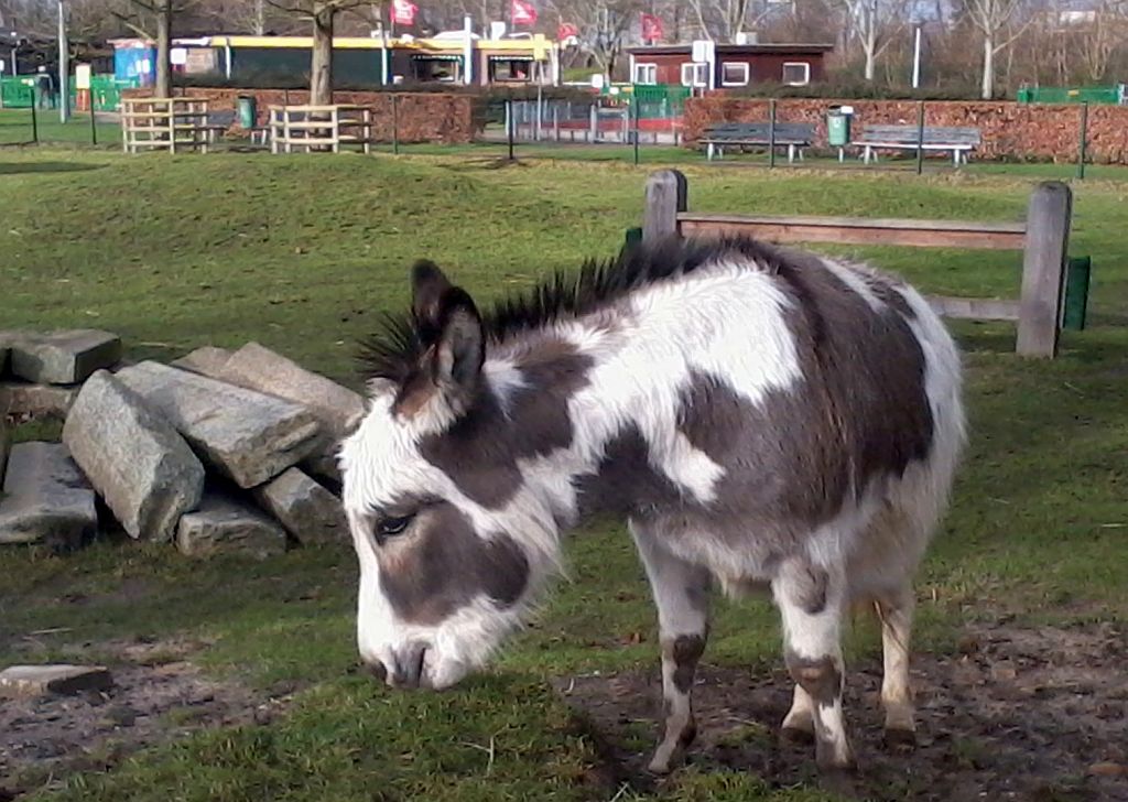 Stadsboerderij de Amsteldieren - Amsterdam